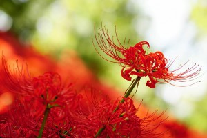 amaryllis-amaryllidaceae-spider-lily-red-flowers.jpg